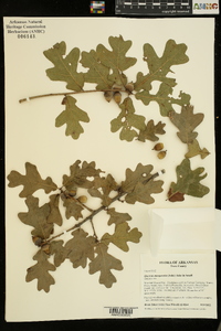 Quercus margaretta image