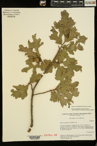 Quercus margaretta image