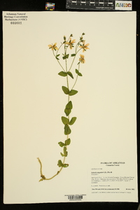 Sabatia angularis image