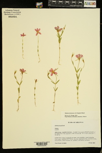 Sabatia arkansana image