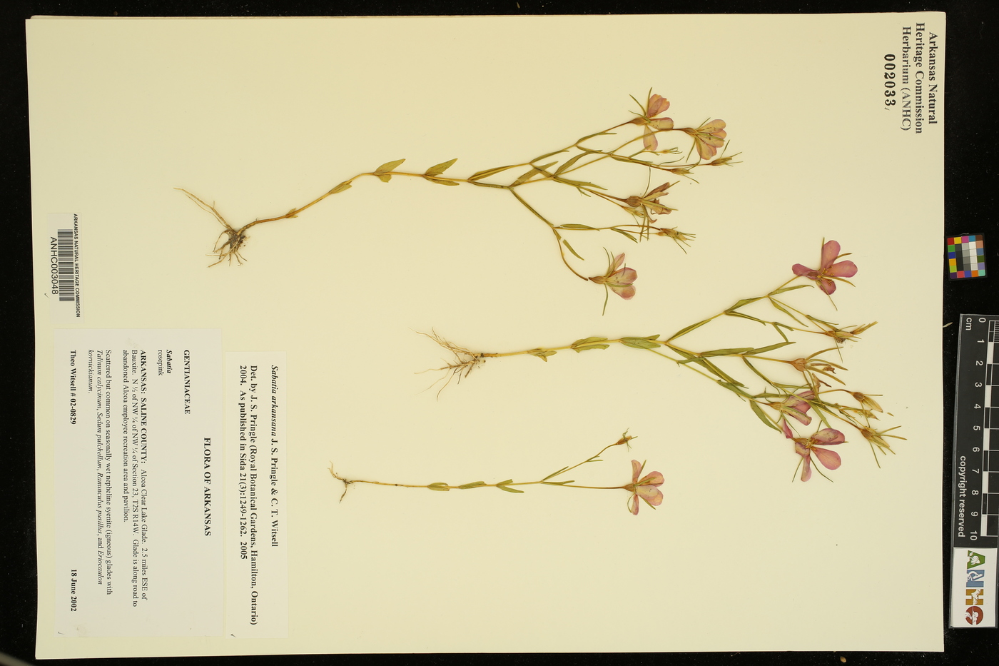 Sabatia arkansana image