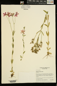 Sabatia brachiata image