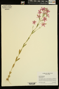 Sabatia brachiata image