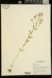 Sabatia brachiata image