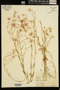 Sabatia campanulata image