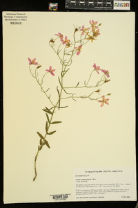 Sabatia campanulata image