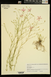 Sabatia campanulata image