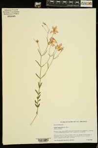 Sabatia campanulata image