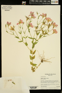 Sabatia campestris image