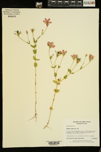 Sabatia campestris image