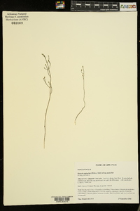 Bartonia paniculata subsp. paniculata image