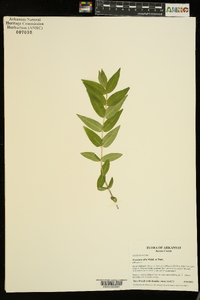 Gentiana alba image