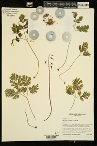 Dicentra cucullaria image