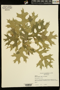 Quercus shumardii var. shumardii image