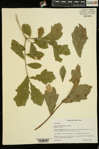 Quercus sinuata image