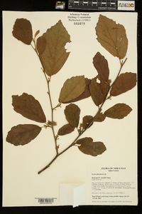 Hamamelis vernalis image