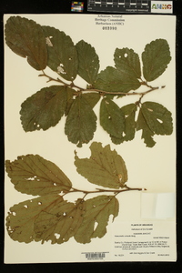 Hamamelis vernalis image