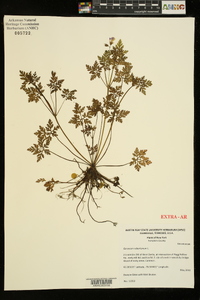 Geranium robertianum image