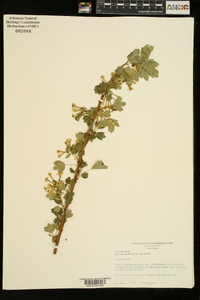 Ribes aureum image