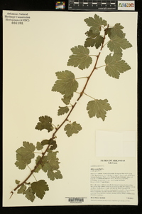 Ribes cynosbati image