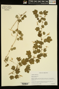 Ribes missouriense image