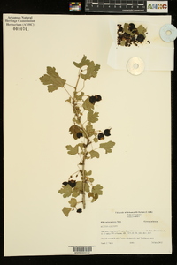 Ribes missouriense image