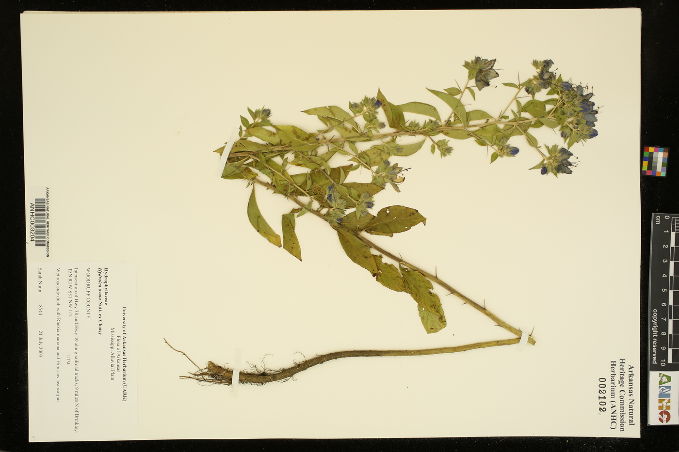 Hydrolea ovata image