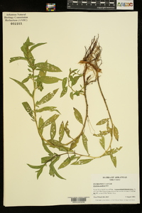 Hydrolea uniflora image