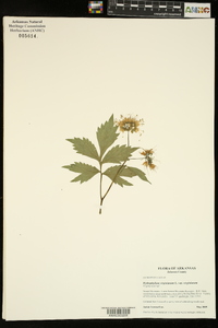 Hydrophyllum virginianum var. virginianum image
