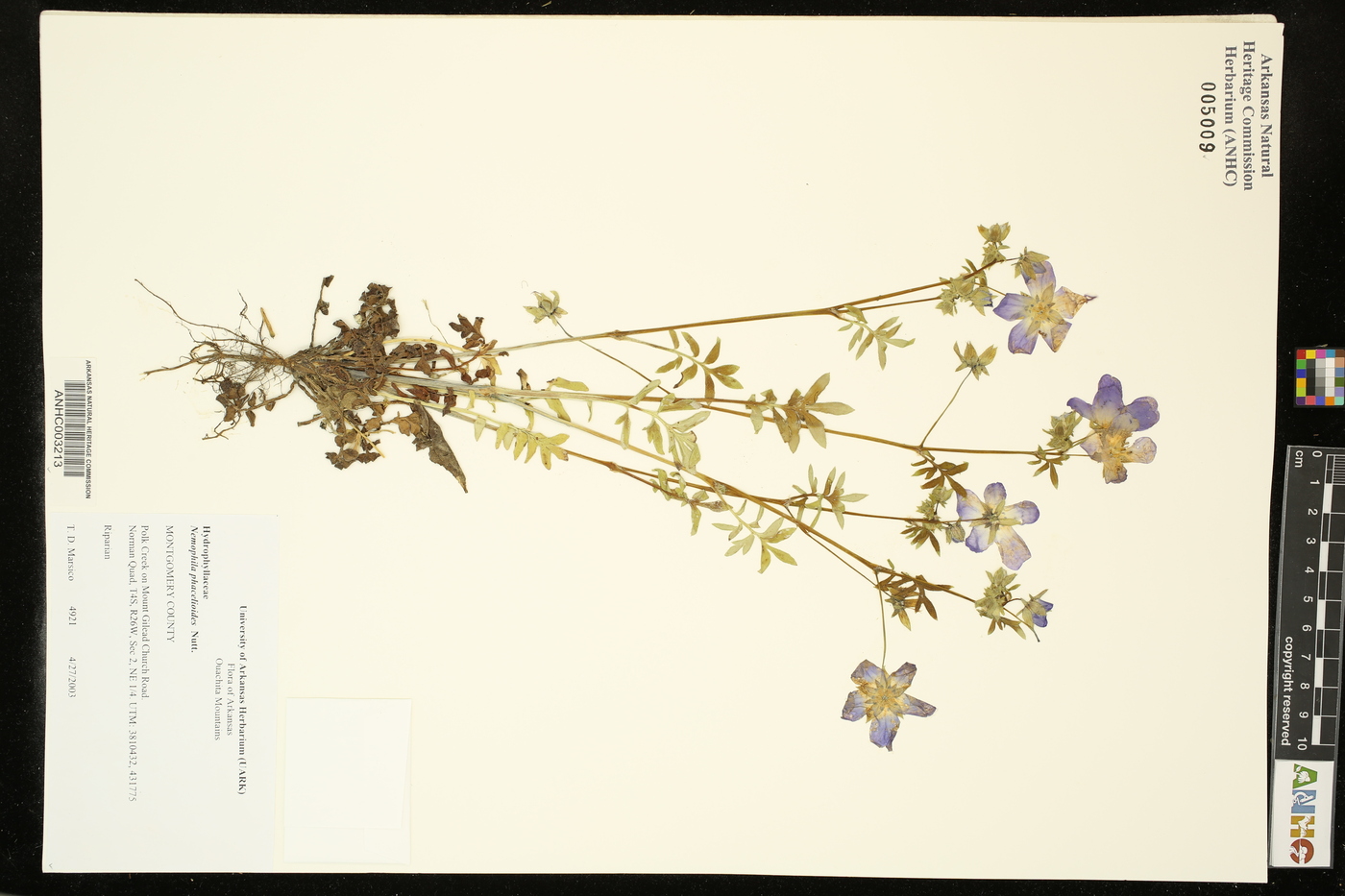 Nemophila phacelioides image