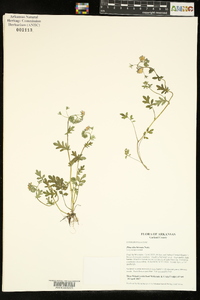 Phacelia hirsuta image