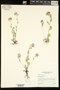 Phacelia hirsuta image