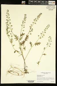 Phacelia hirsuta image