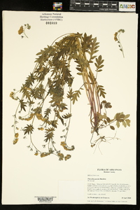 Phacelia purshii image
