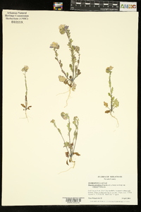 Phacelia strictiflora image