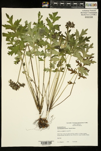 Hydrophyllum brownei image