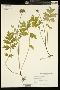 Hydrophyllum brownei image