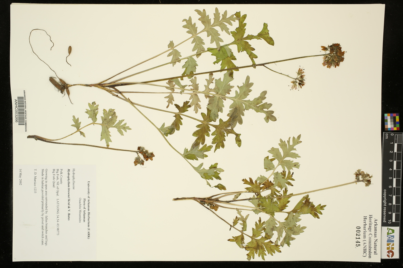 Hydrophyllum brownei image