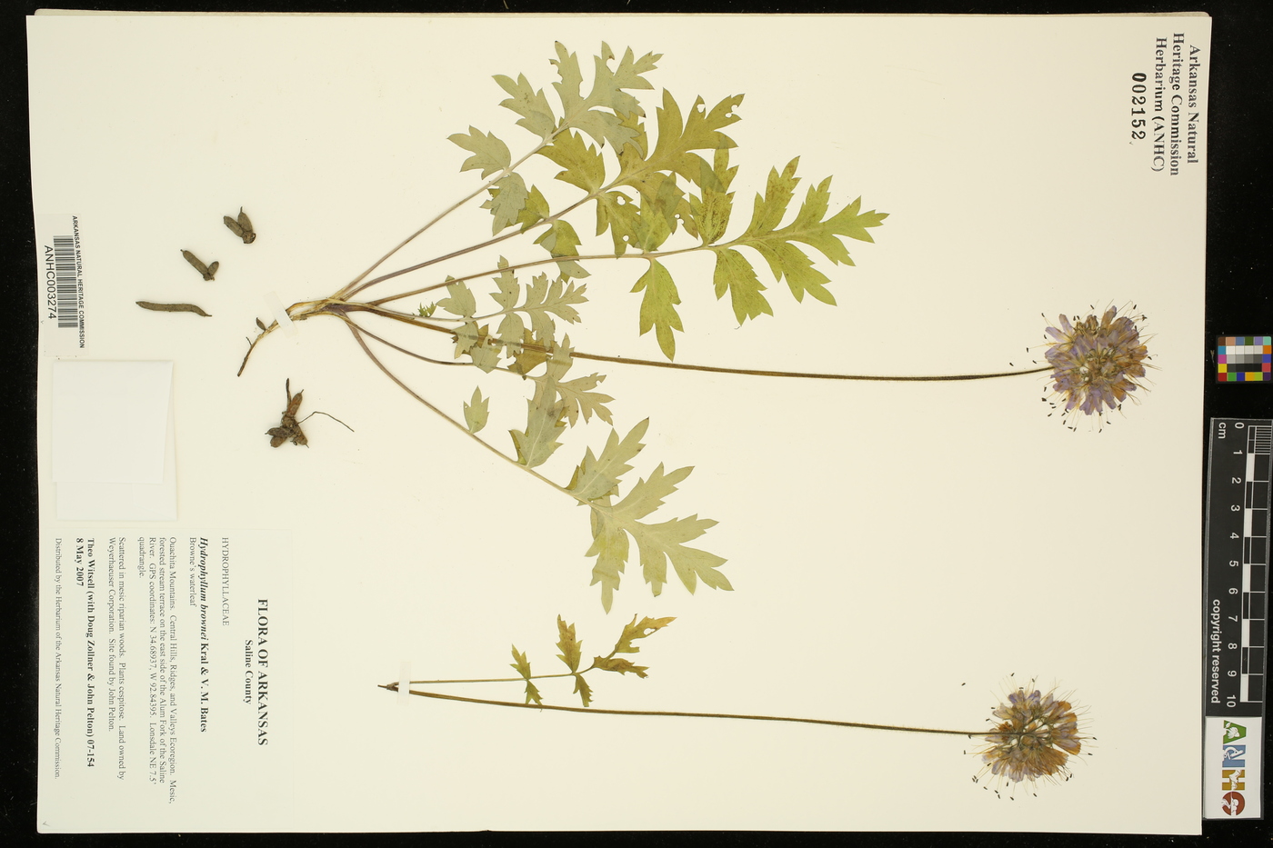 Hydrophyllum brownei image