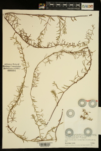 Krameria lanceolata image