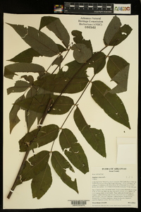 Juglans cinerea image