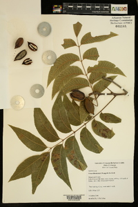 Carya illinoinensis image