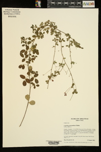 Lespedeza procumbens image