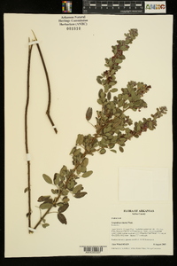 Lespedeza stuevei image