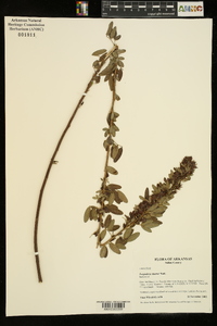 Lespedeza stuevei image