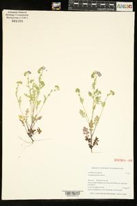 Phacelia gilioides image