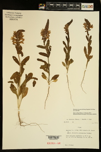 Brazoria truncata image