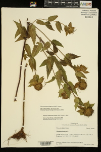 Monarda luteola image