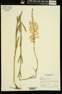 Physostegia angustifolia image