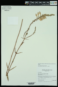 Physostegia virginiana image